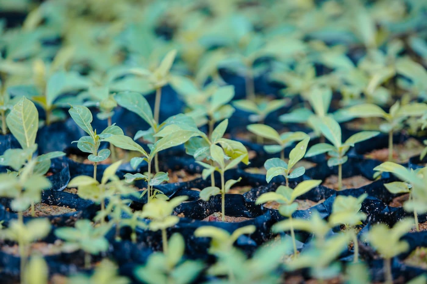 Rows of young saplings raised in nursery bags